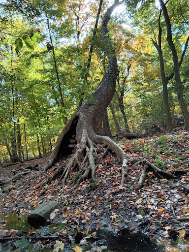 Image of Borg's Woods Nature Preserve