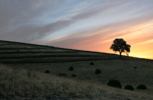Image of Caliza Winery