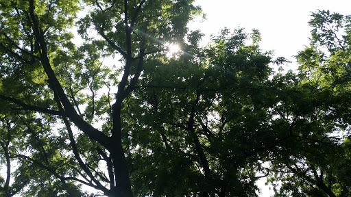 Image of Callahan Grove