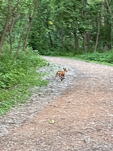 Image of Cottontail Park