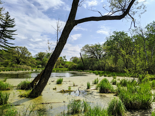 Image of Freeman Kame - Meagher Forest Preserve