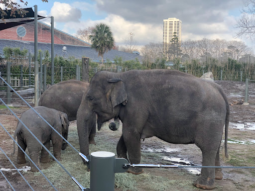 Image of McNair Asian Elephant Habitat