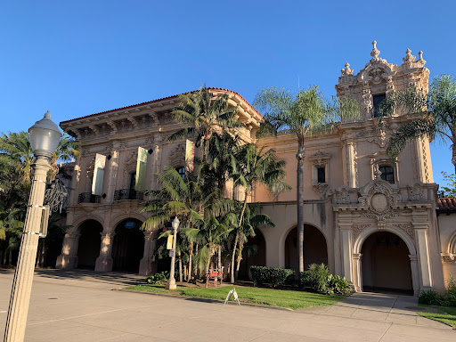 Image of Moreton Bay Fig Tree