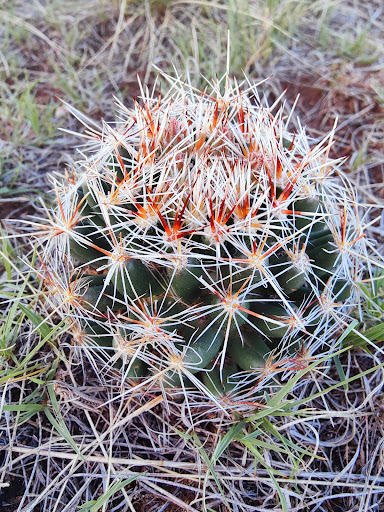 Image of Pilot Hill Recreation Area Trailhead