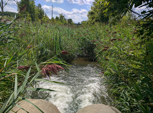 Image of Plote Field