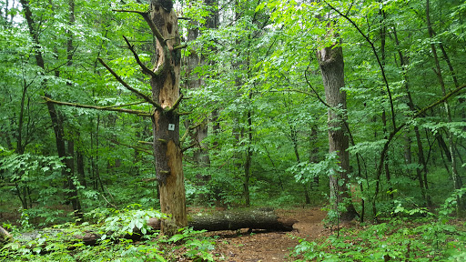 Image of Rowland Hollow Creek Preserve