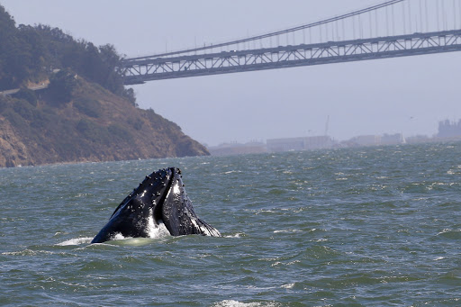 Image of San Francisco Whale Tours