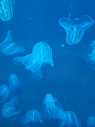 Image of Save The Bay's Hamilton Family Aquarium