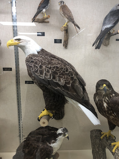 Image of Schmidt Museum-Natural History