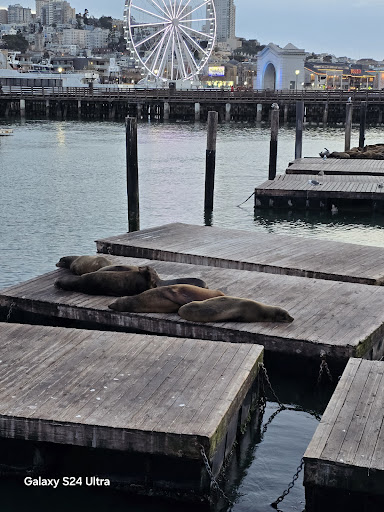 Image of Sea Lion Viewing Area