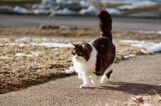 Image of Sebastian The Cat