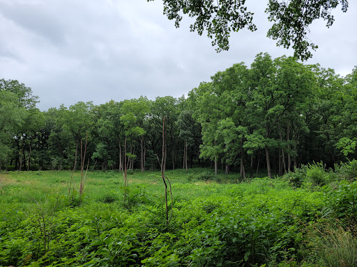 Image of Sterne's Woods & Fen