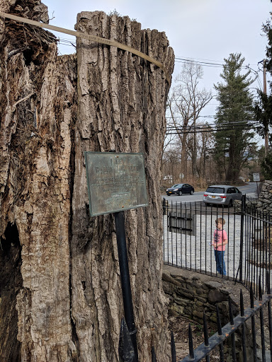 Image of The Balmville Tree