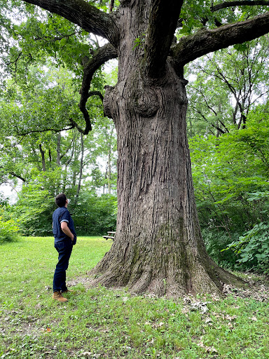 Image of The Kile Oak