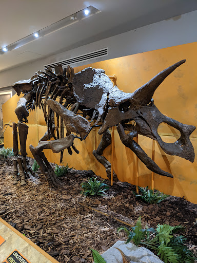 Image of The Palm Beach Museum of Natural History