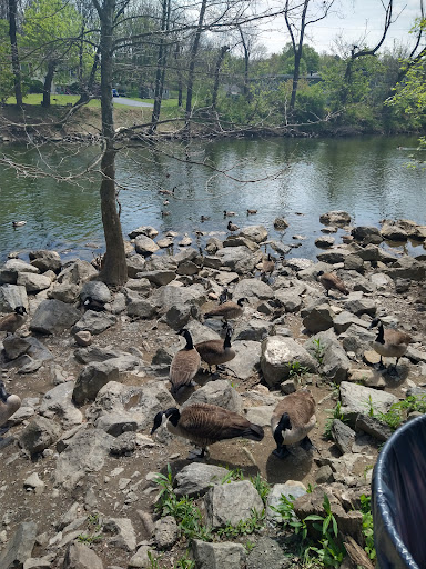 Image of Waterfowl Observation