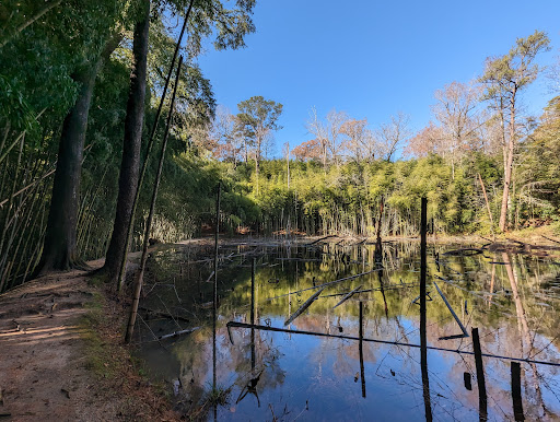 Image of Wilderness Park/Bamboo Forest