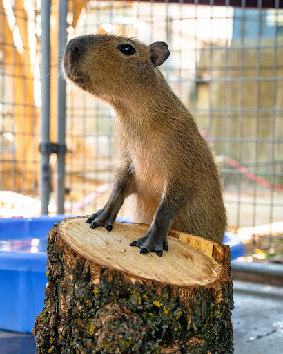 Image of Zoo to You (Conservation Ambassadors) visit by appointment only